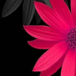 Meet your Posher, Brandy